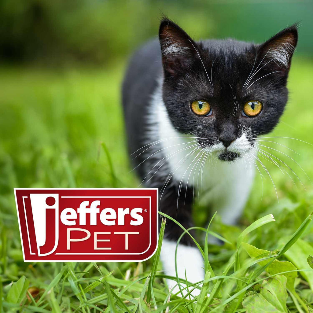 Premium oral flea prevention supplement for kittens