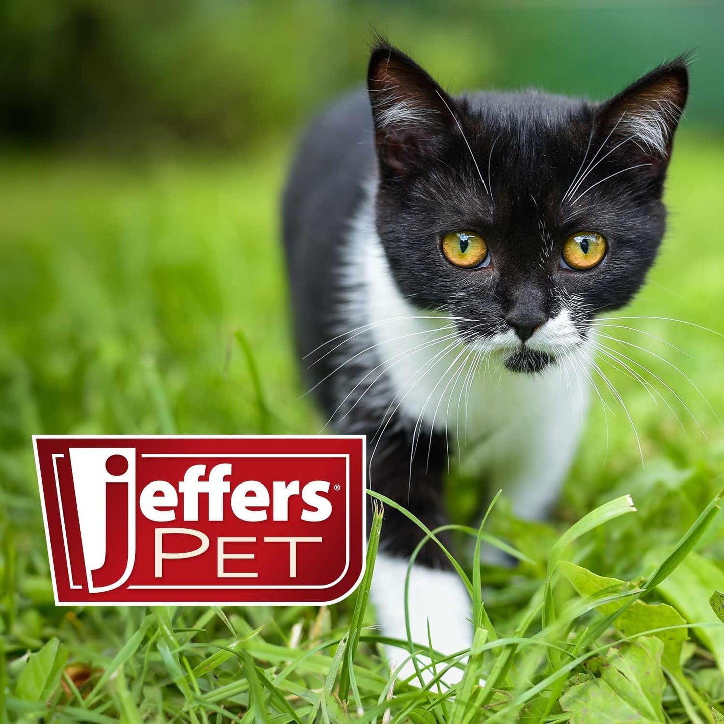 Premium oral flea prevention supplement for kittens