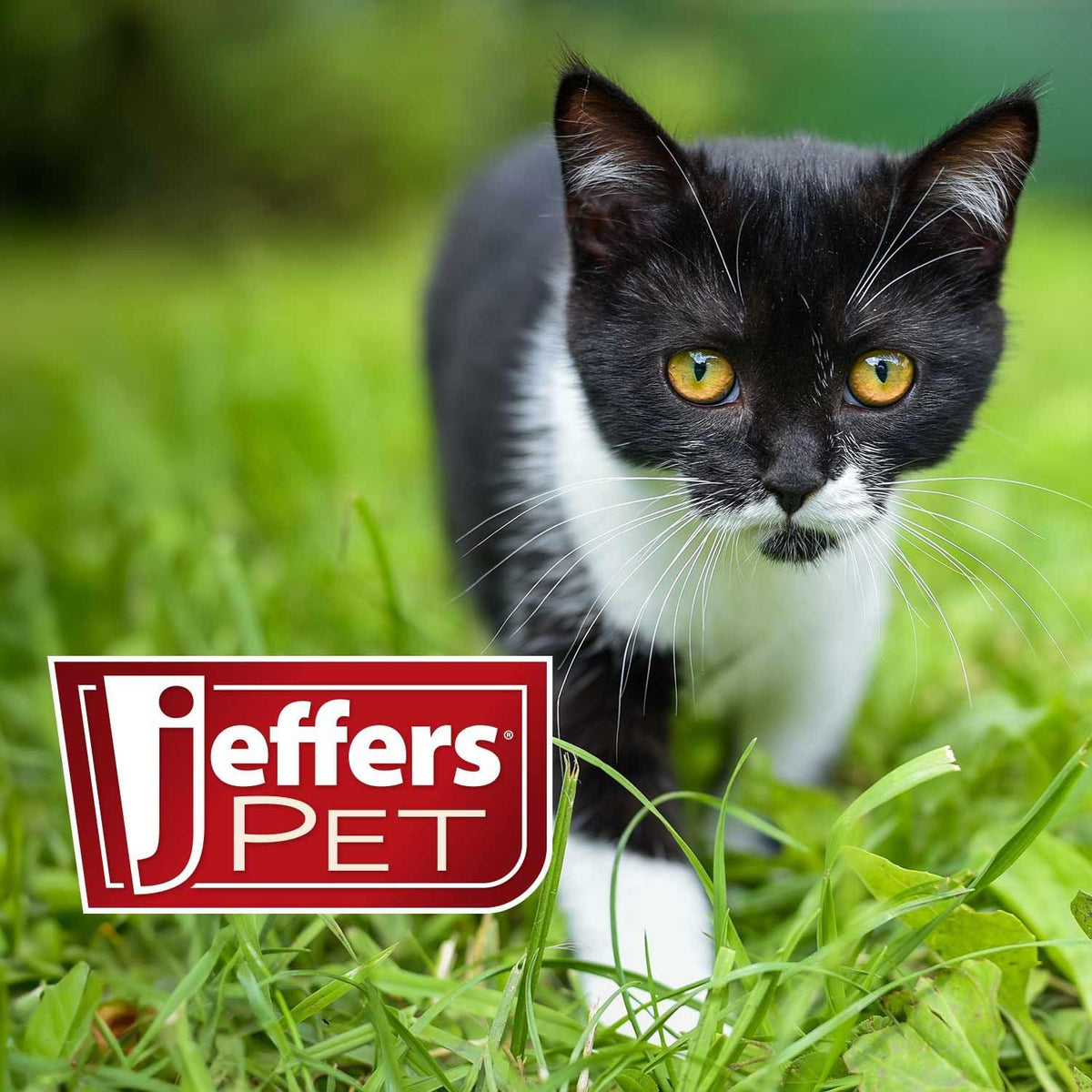 Premium oral flea prevention supplement for kittens