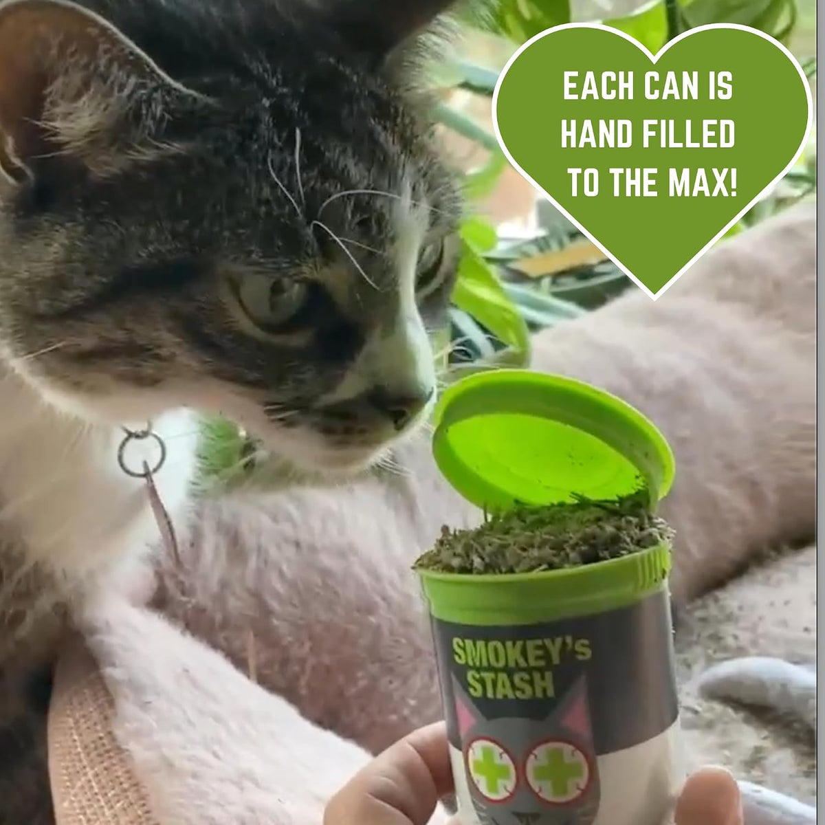 Catnip bundle set showing spray bottle and dried herbal can