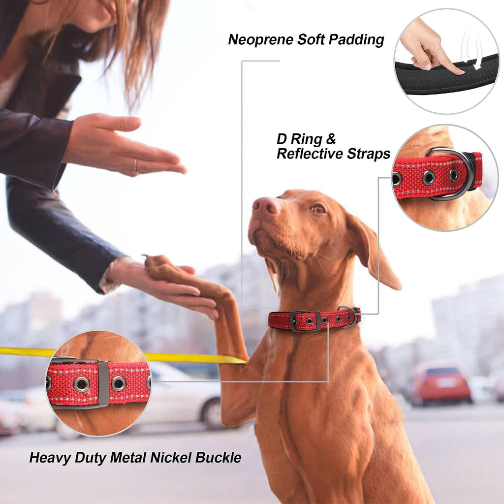Close up of PetiFine dog collar metal buckle