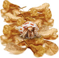 SunGrow hermit crab catappa Indian almond leaves front view package