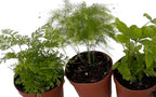Three assorted miniature ferns in two inch pots for fairy garden
