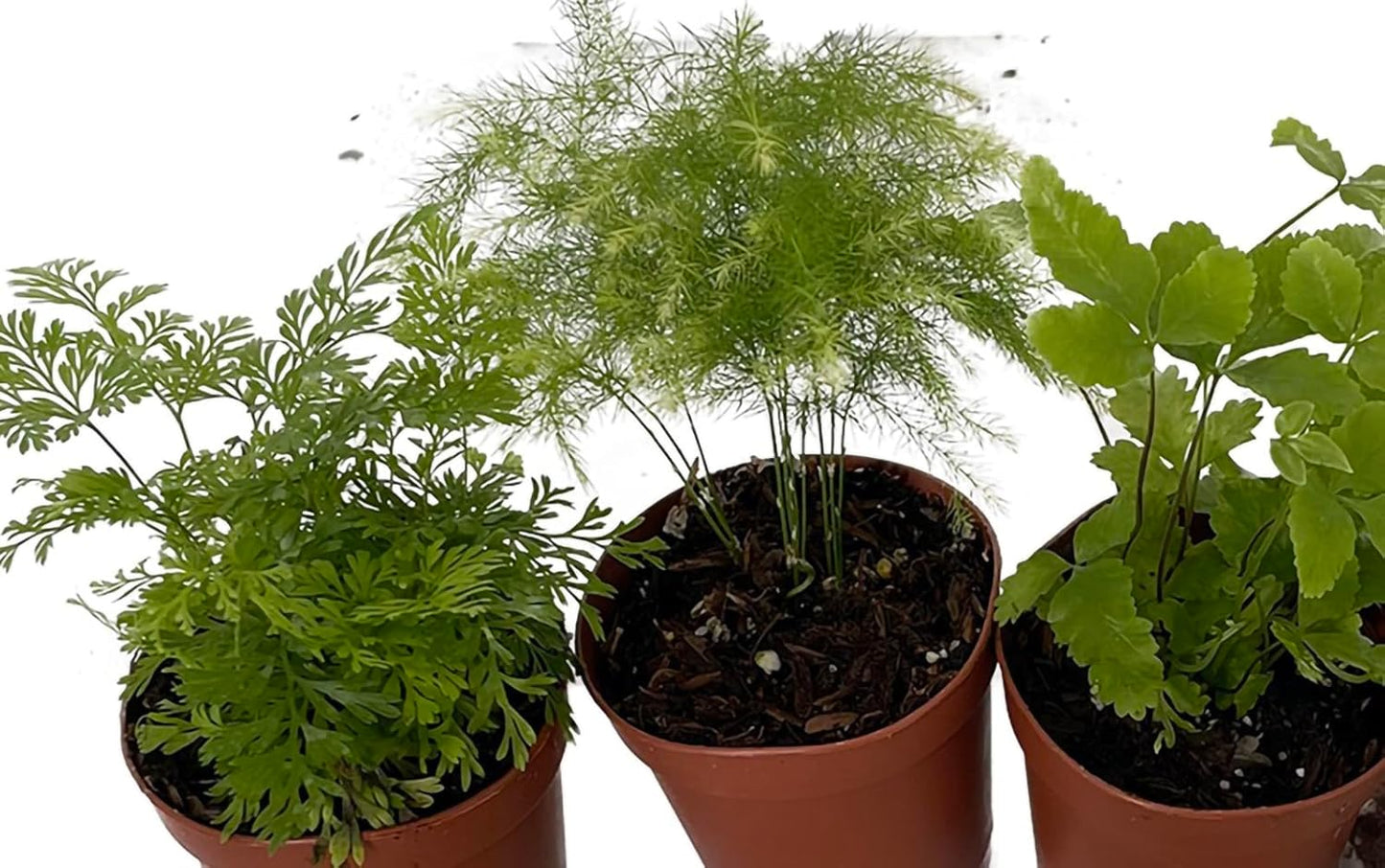 Three assorted miniature ferns in two inch pots for fairy garden