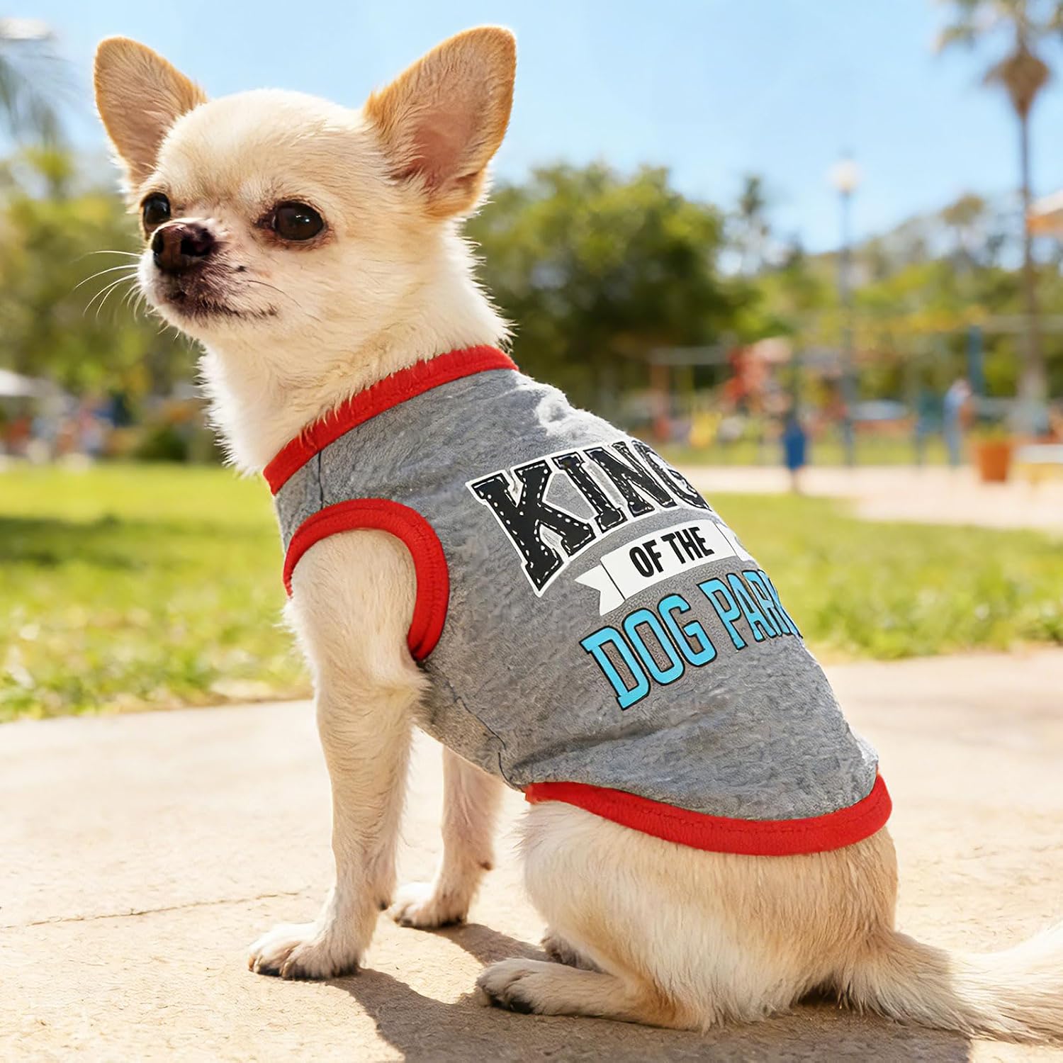 Small dog wearing a comfortable patterned puppy shirt