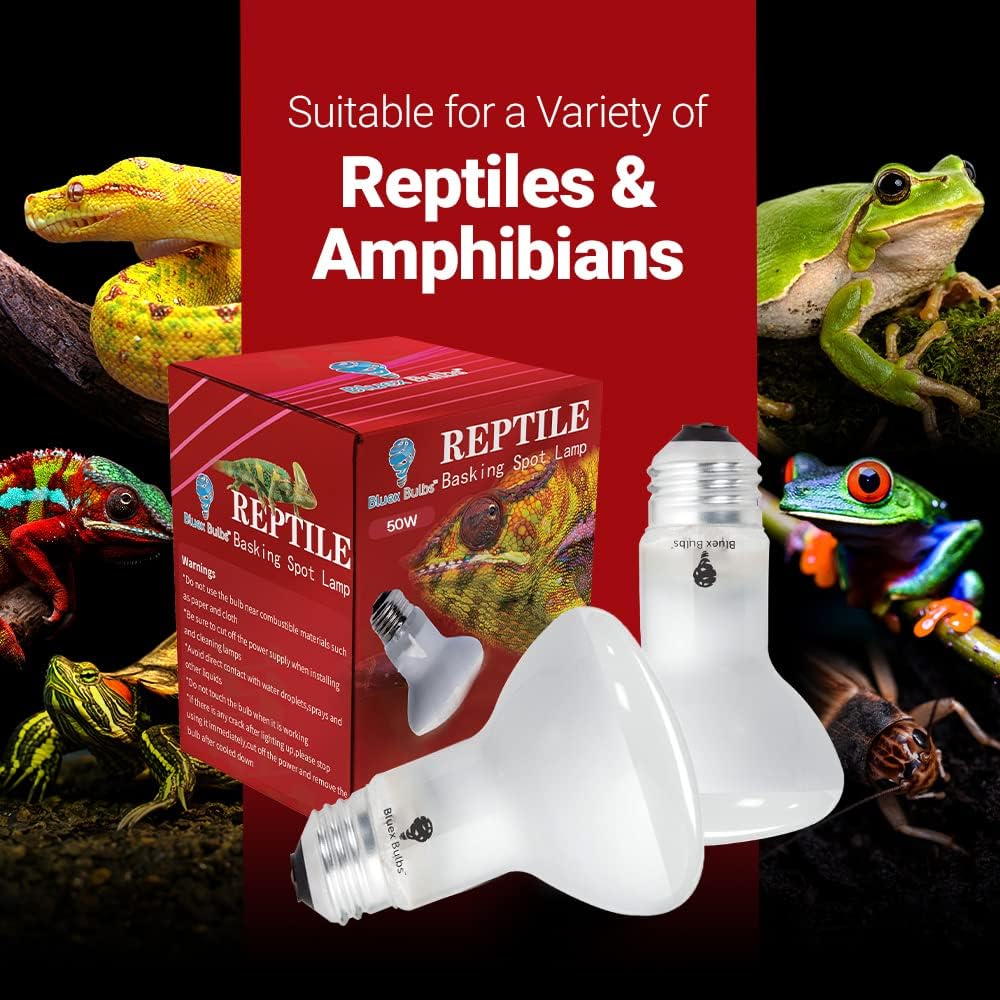 Bluex Bulbs reptile heating lamp illuminating a bearded dragon basking spot
