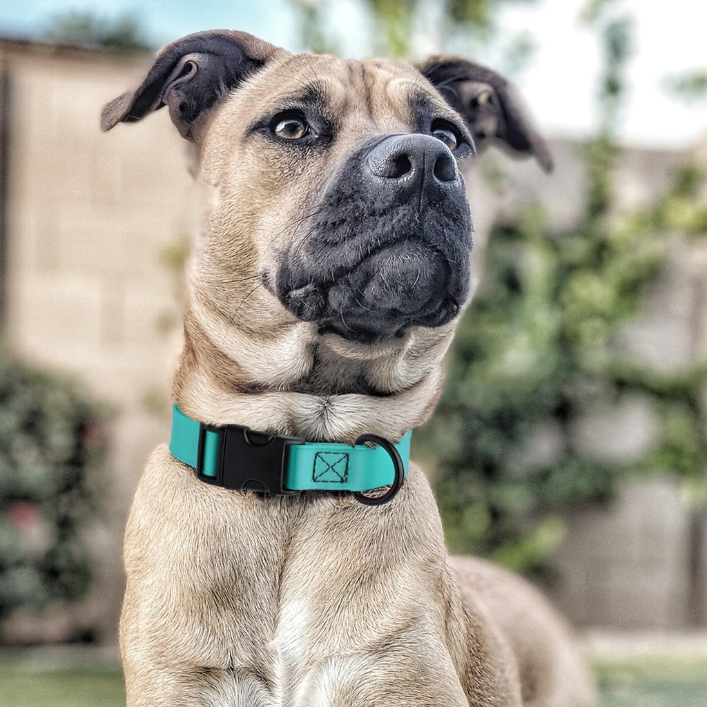 Premium imported USA dog collar quick release buckle mechanism detail
