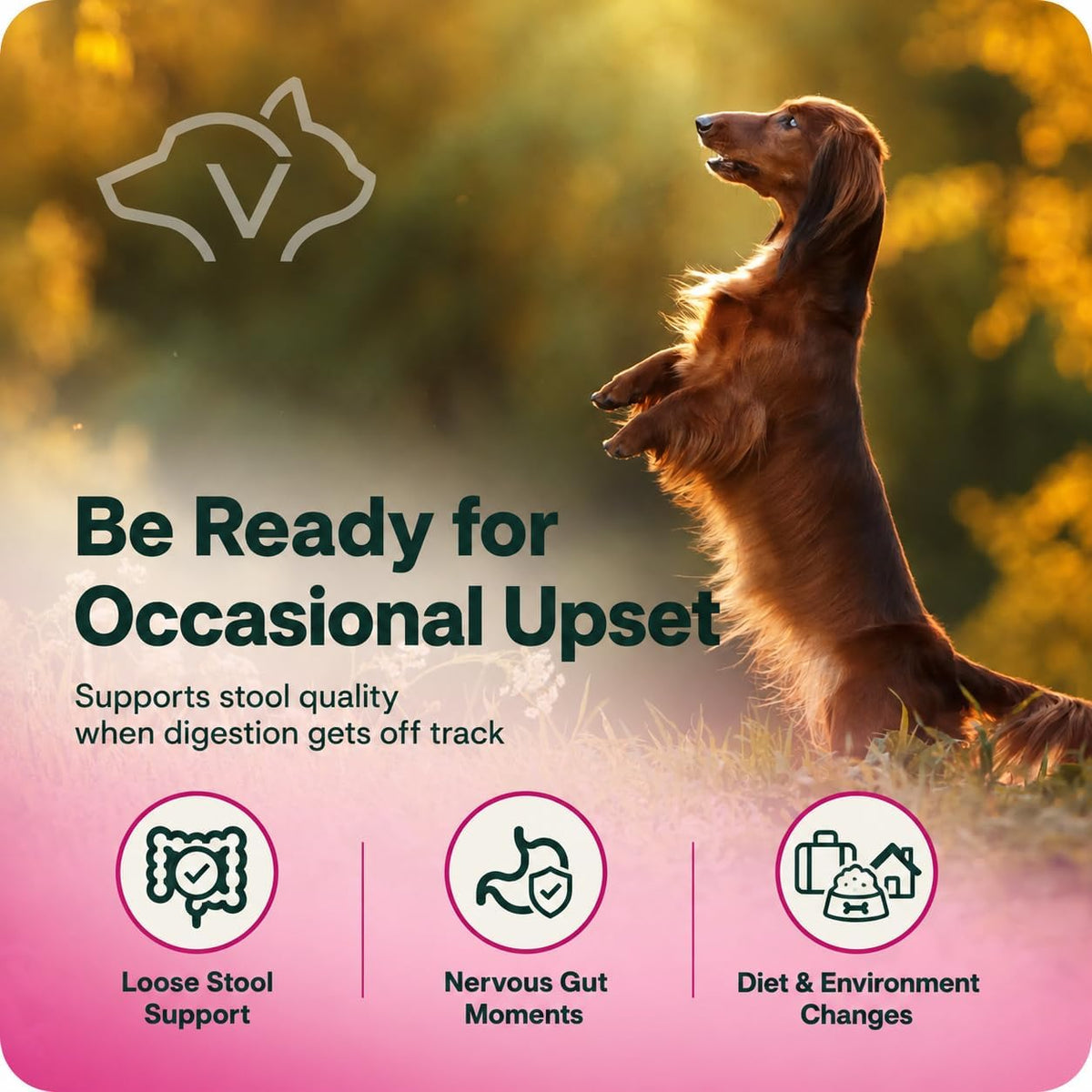 Professional vet recommended digestive paste for pets