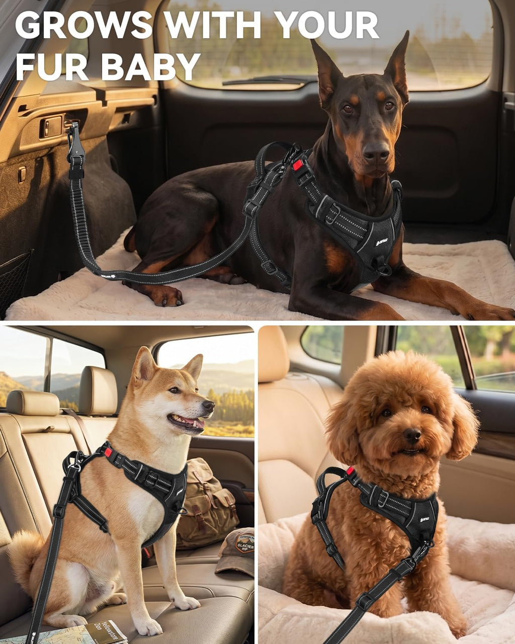 Joytale dog seat belt LATCH anchor hook feature