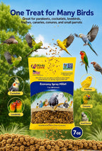 Birds LOVE spray millet close up of edible seed tips