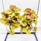 Reptile Plants for Terrarium, Amphibian Habitat Decor Artificial Hanging Plants with Suction Cup, Artificial Plants for Gecko Chameleon Snake Tortoise Tank Accessories. 2-Pack (Monstera) - Image 12