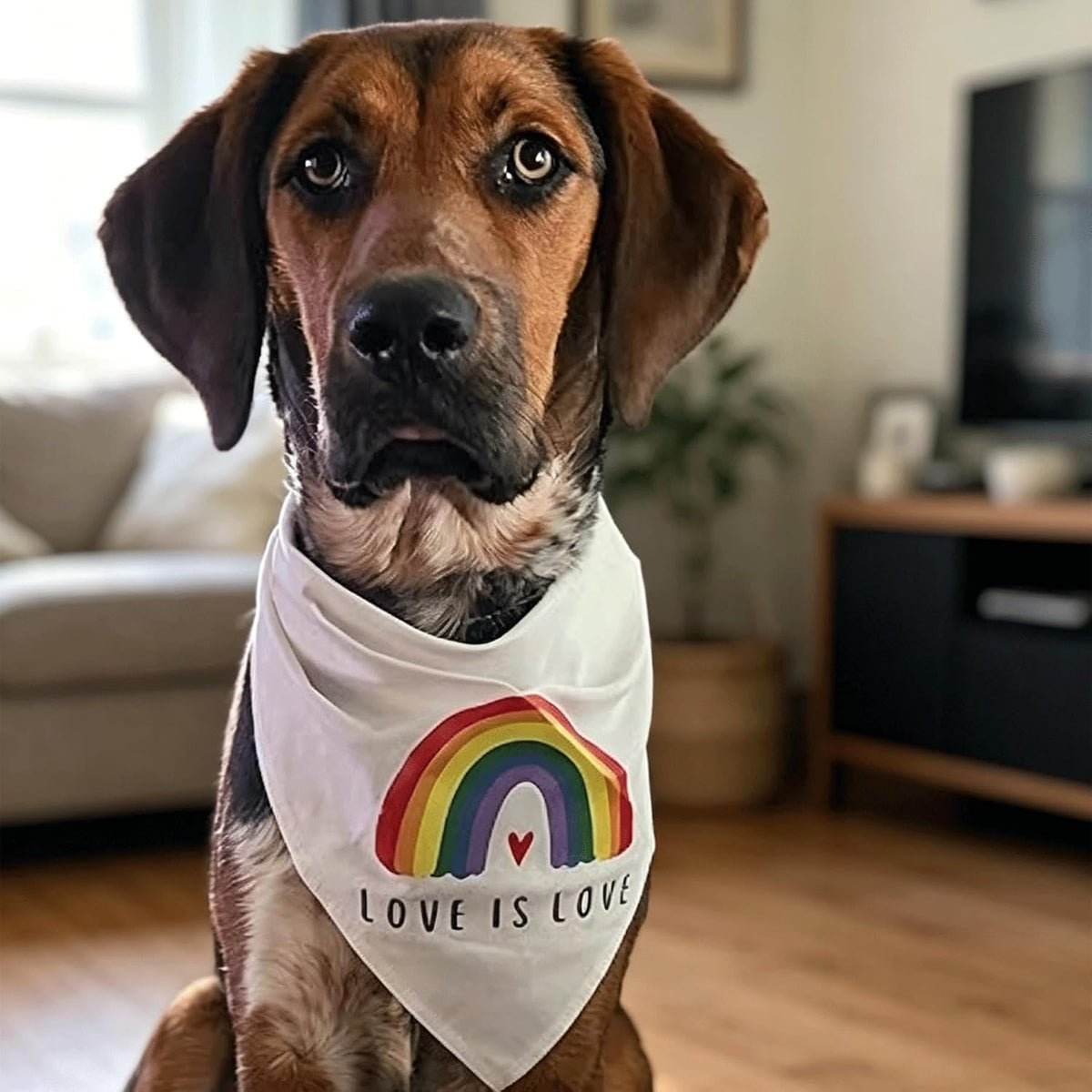 Tinsow imported pride parade pet fashion accessory package