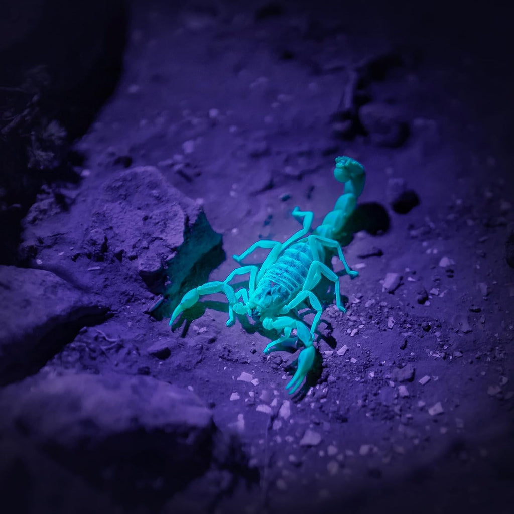 COSOOS ultraviolet light revealing a glowing scorpion during an outdoor pest inspection.