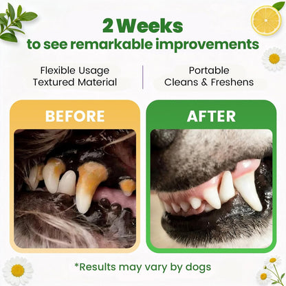 Dog receiving teeth cleaning with Phasorra finger wipe