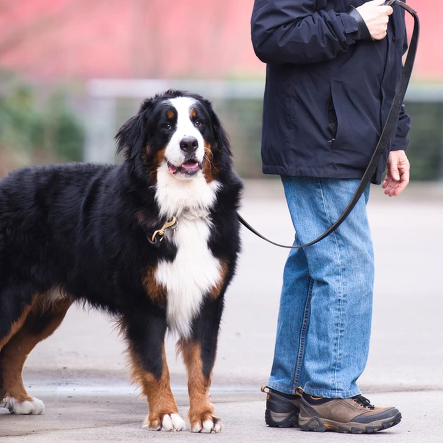 Brown leather dog leash for large dogs