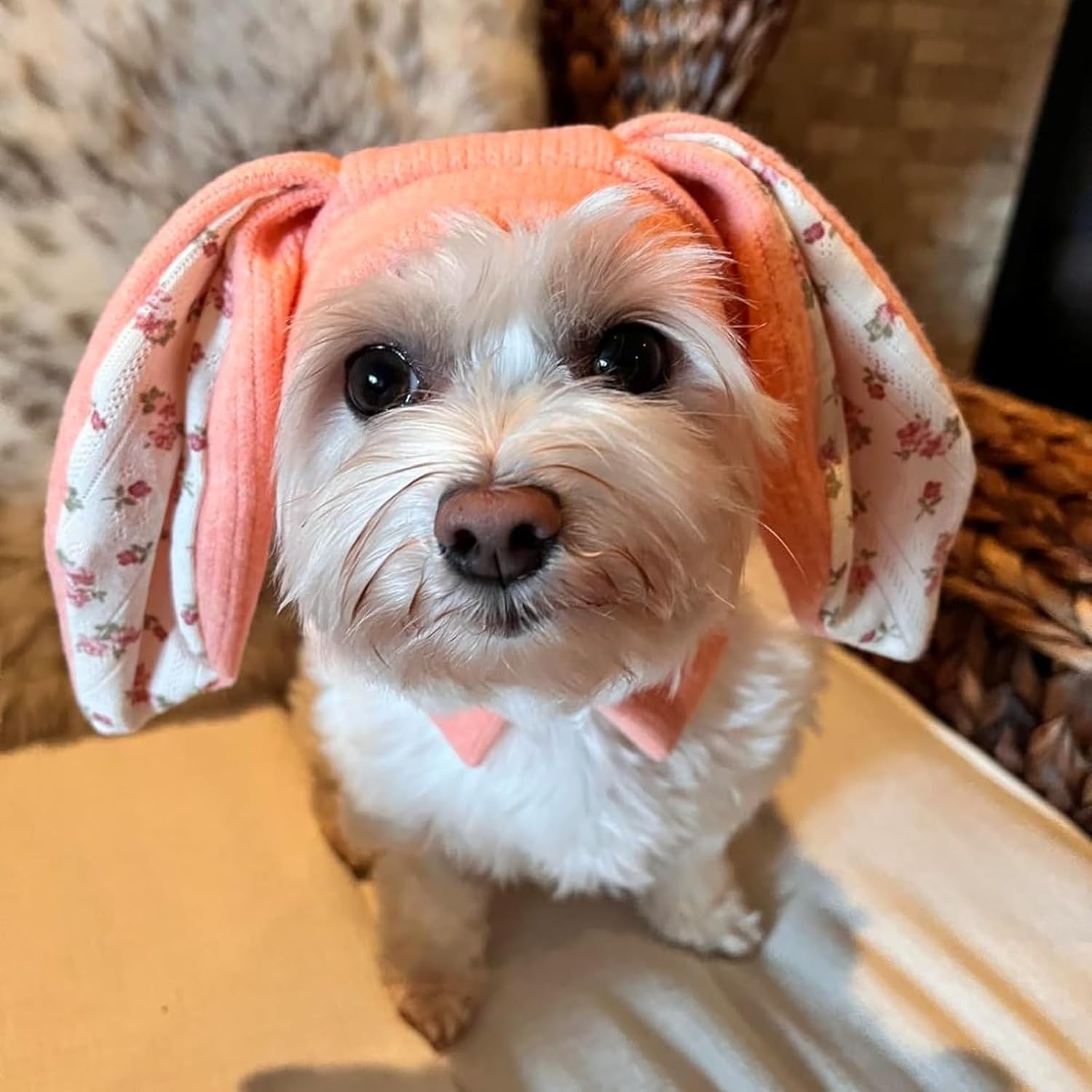 BeFirst Rabbit Quiet Ears small pink dog hat front view