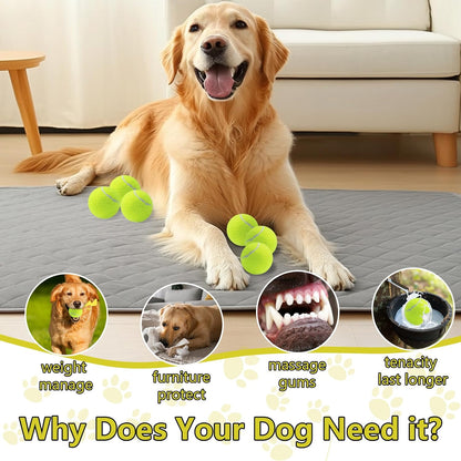 Golden Retriever playing with squeaky tennis ball
