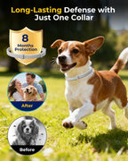Adjustable waterproof Hucha flea collar for puppies