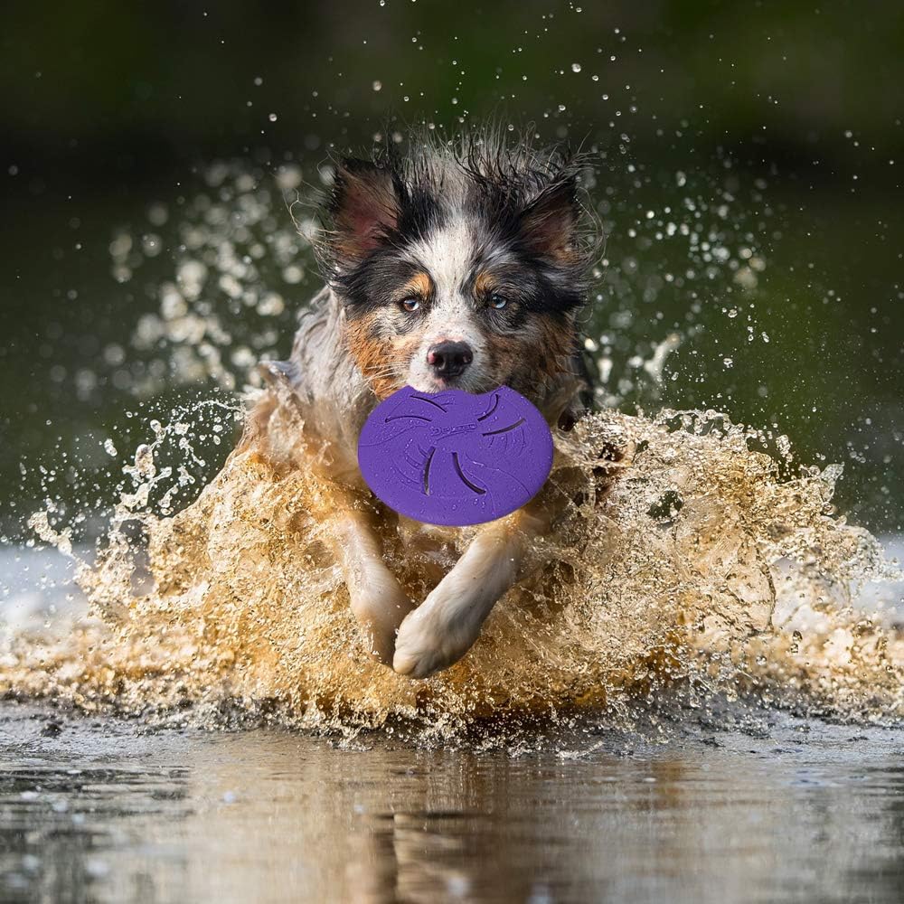 Dog catching Hongezey flying disc in outdoor setting