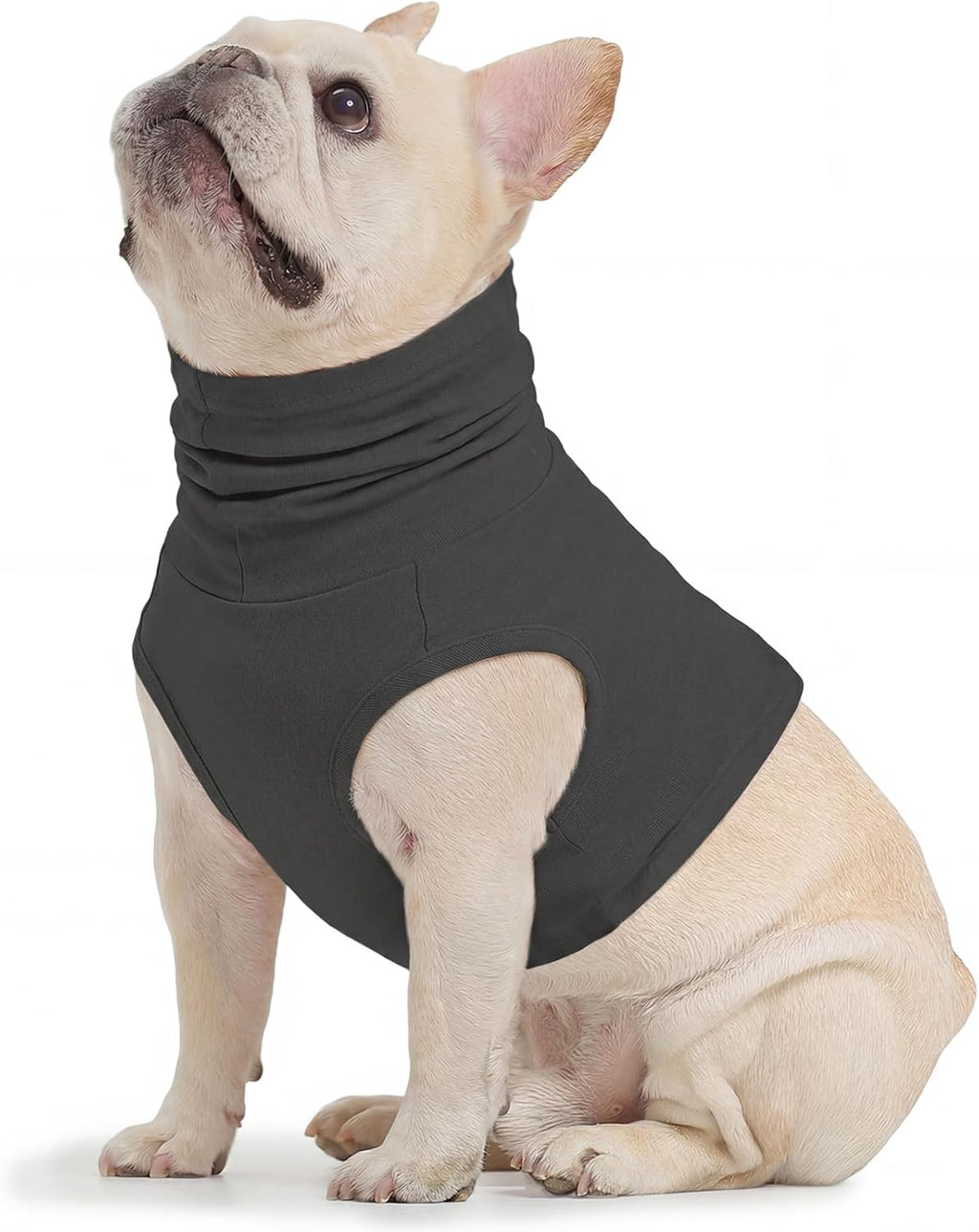 Pet wearing Rozkitch purple neck protector indoors