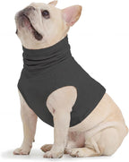 Pet wearing Rozkitch purple neck protector indoors