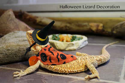 Bearded dragon wearing miniature black witch hat and orange bat pattern festival bandana
