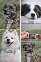 Mio Crafts noise free laser engraved custom pet contact information plate lifestyle image