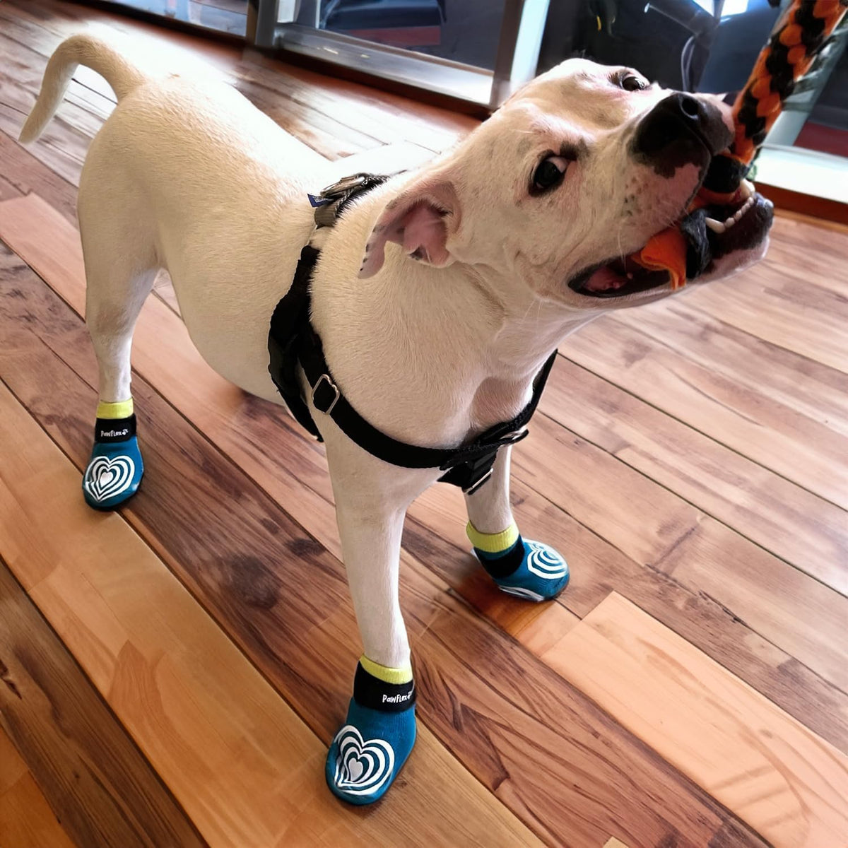 PawFlex dog socks showing inner cuff grip mechanism