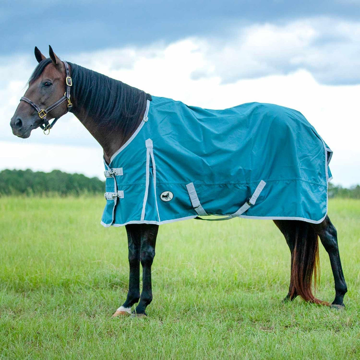 Jeffers Economy 600 Denier Standard Neck Horse Sheet front view on a standing horse.