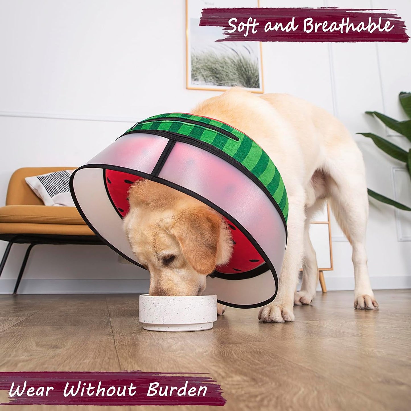 Large breed dog sleeping comfortably wearing a soft inflatable recovery cone