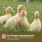 Healthy ducks eating Purina complete duck feed pellet formulation