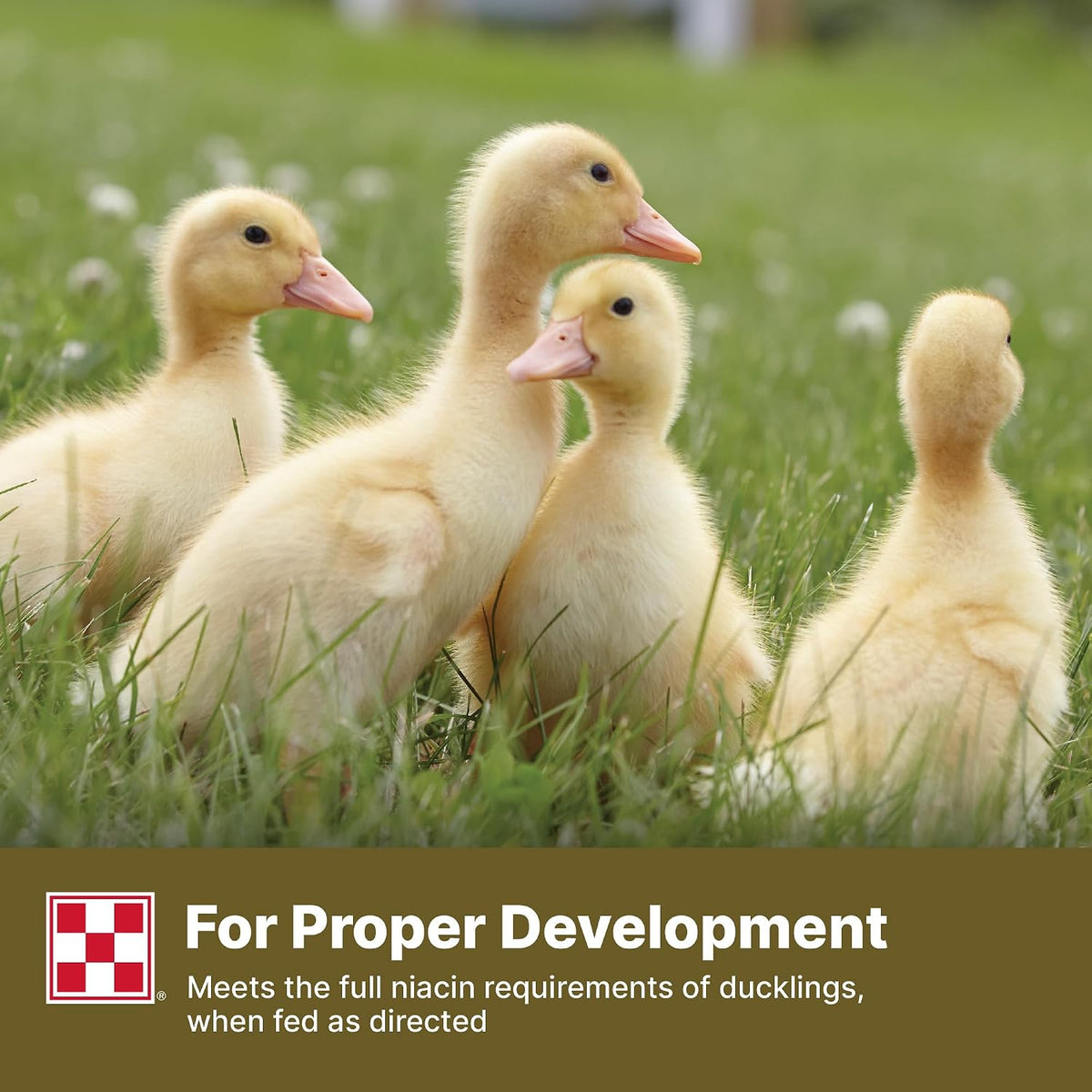 Healthy ducks eating Purina complete duck feed pellet formulation