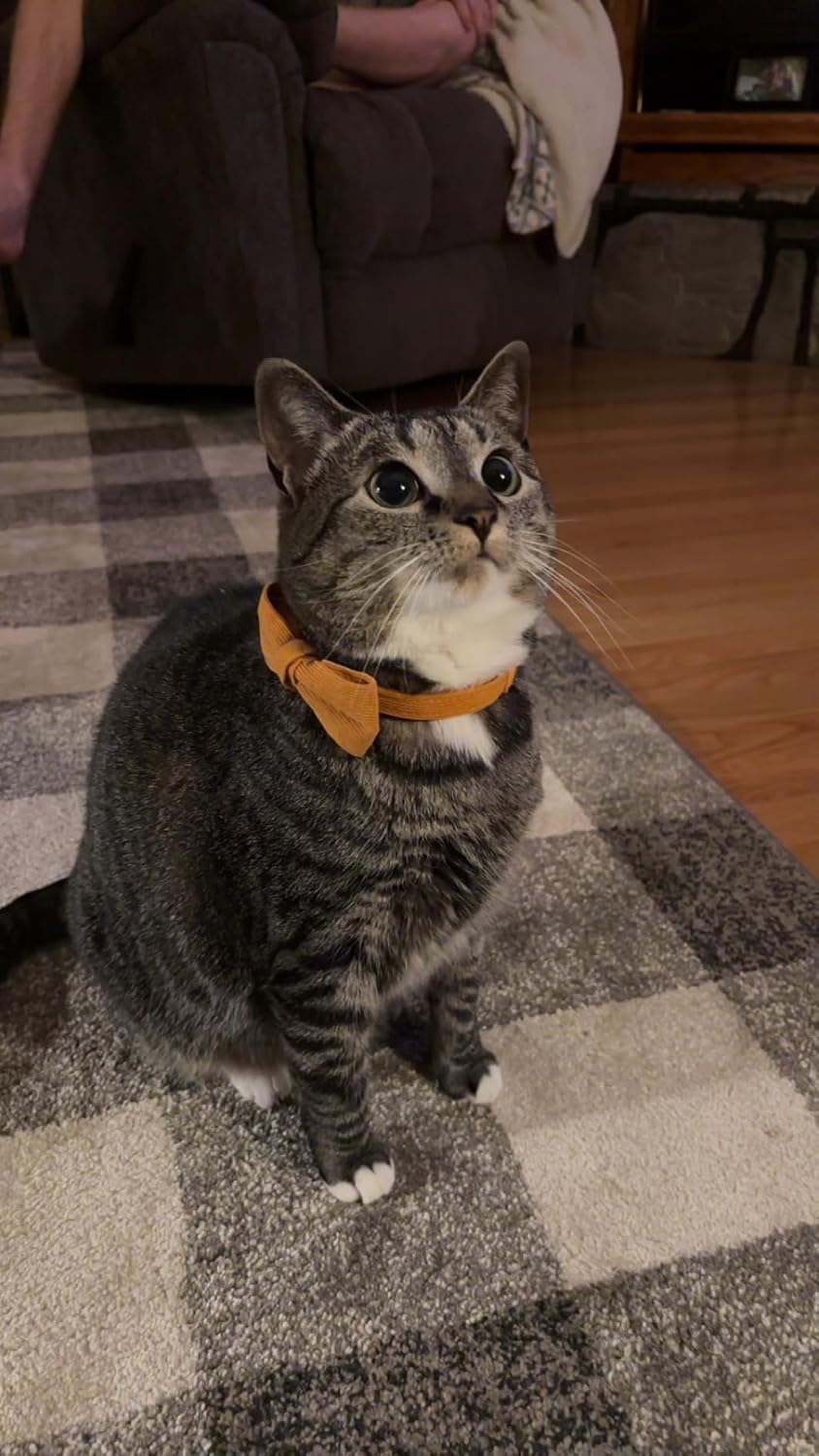 Two pack setup of Ewinoom breakaway kitten collars showcasing the adjustable sizing slider.