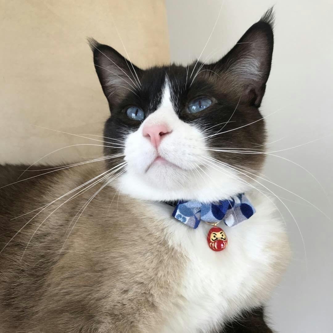 Necoichi Daruma Charm Bow Tie Cat Collar (Red) - Image 12