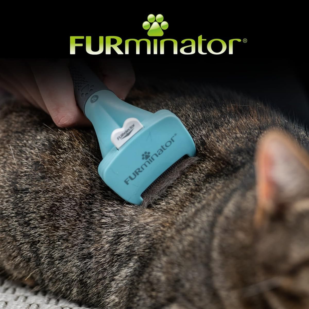Demonstration of Furminator tool removing loose undercoat hair