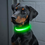 Pet wearing Vizpet rechargeable safety collar