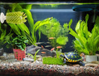 Pet turtle enrichment tool for removing algae and dirt in terrariums