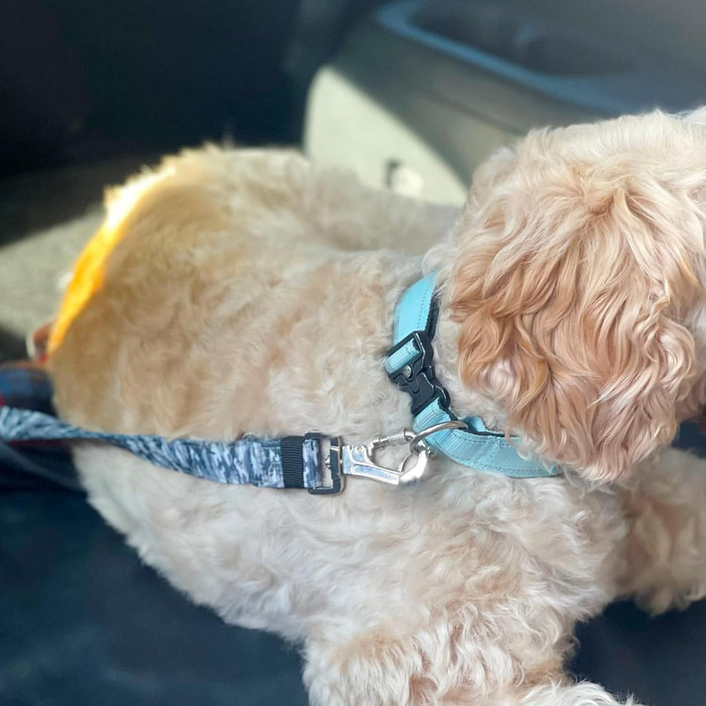 Reflective stitching detail on purple dog seat belt