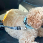 Reflective stitching detail on purple dog seat belt