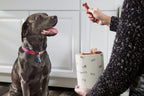 Top view of Pearhead ceramic dog treat container with lid off