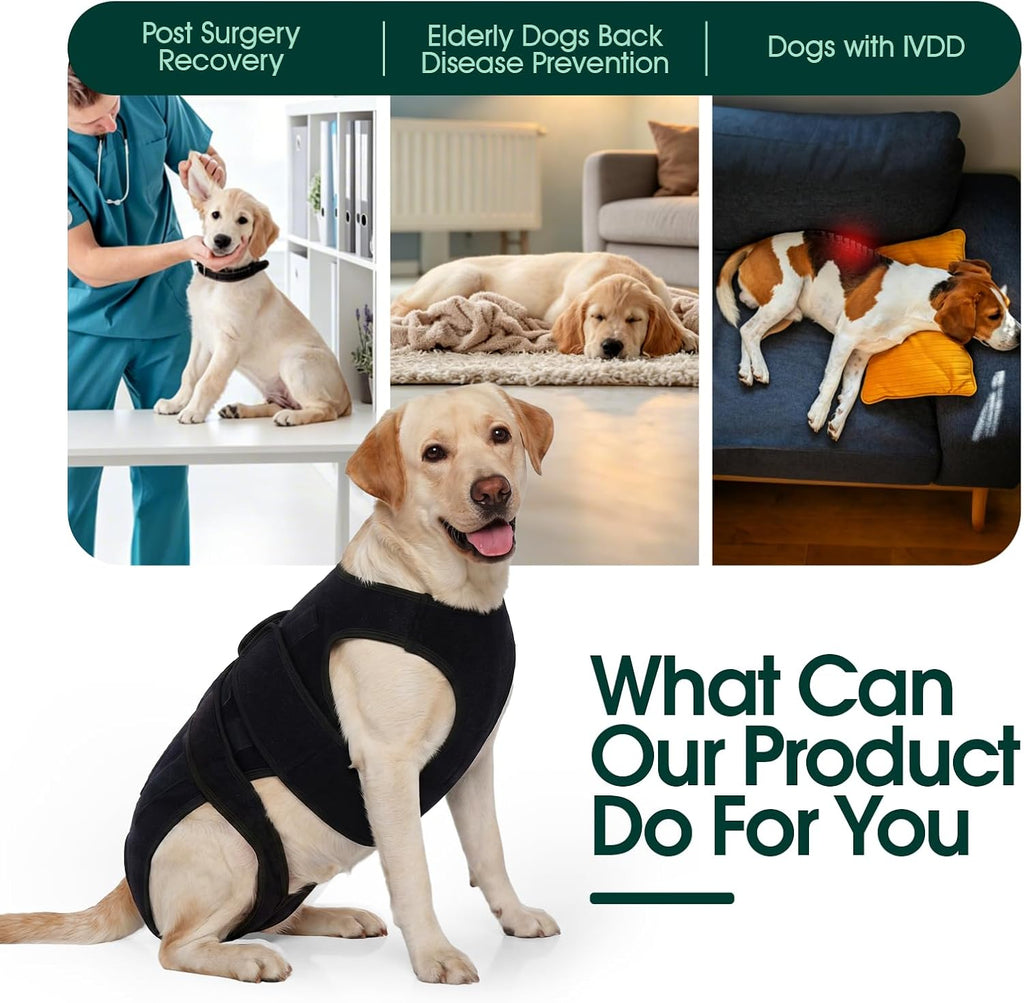 LETSQK canine spine harness side view on a small dog for IVDD recovery