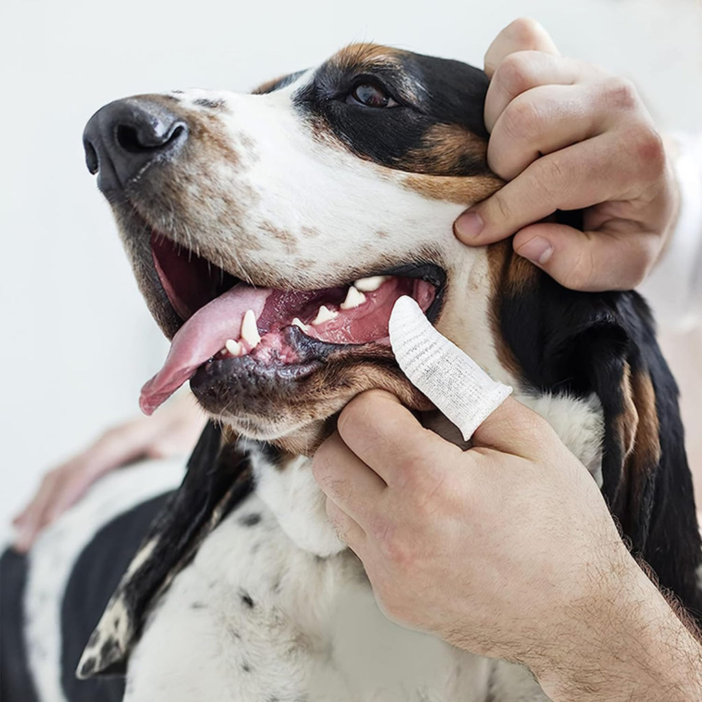Pet Republique toothbrush kit packaging showing 6 count quantity