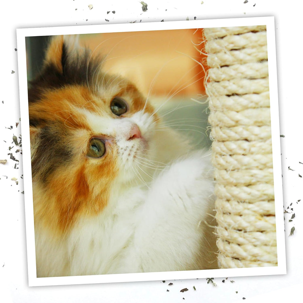 Meowijuana catnip spray bottle with cat toys