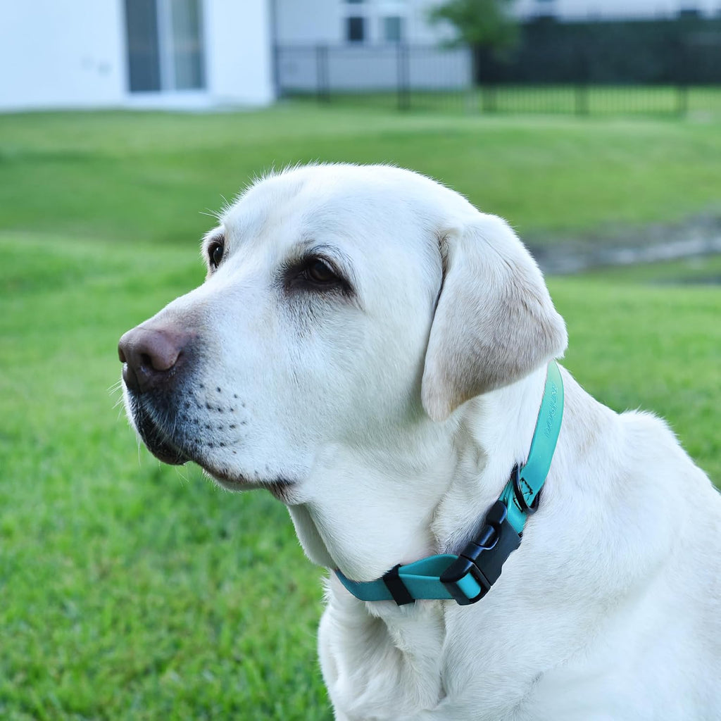 Cyan blue easy to clean non absorbent dog collar flat lay perspective