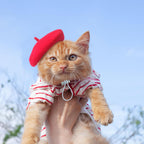 Small dog posing in red beret for photo session