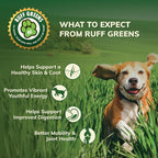Dog enjoying meal with Ruff Greens topper sprinkled on top.