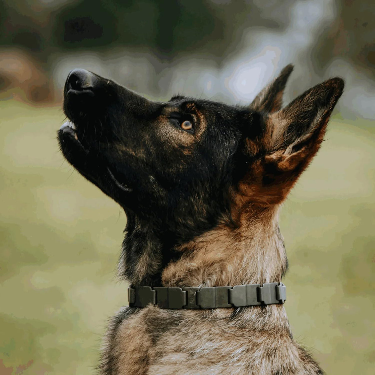 Premium quick-release locking buckle assembly on a dog training collar