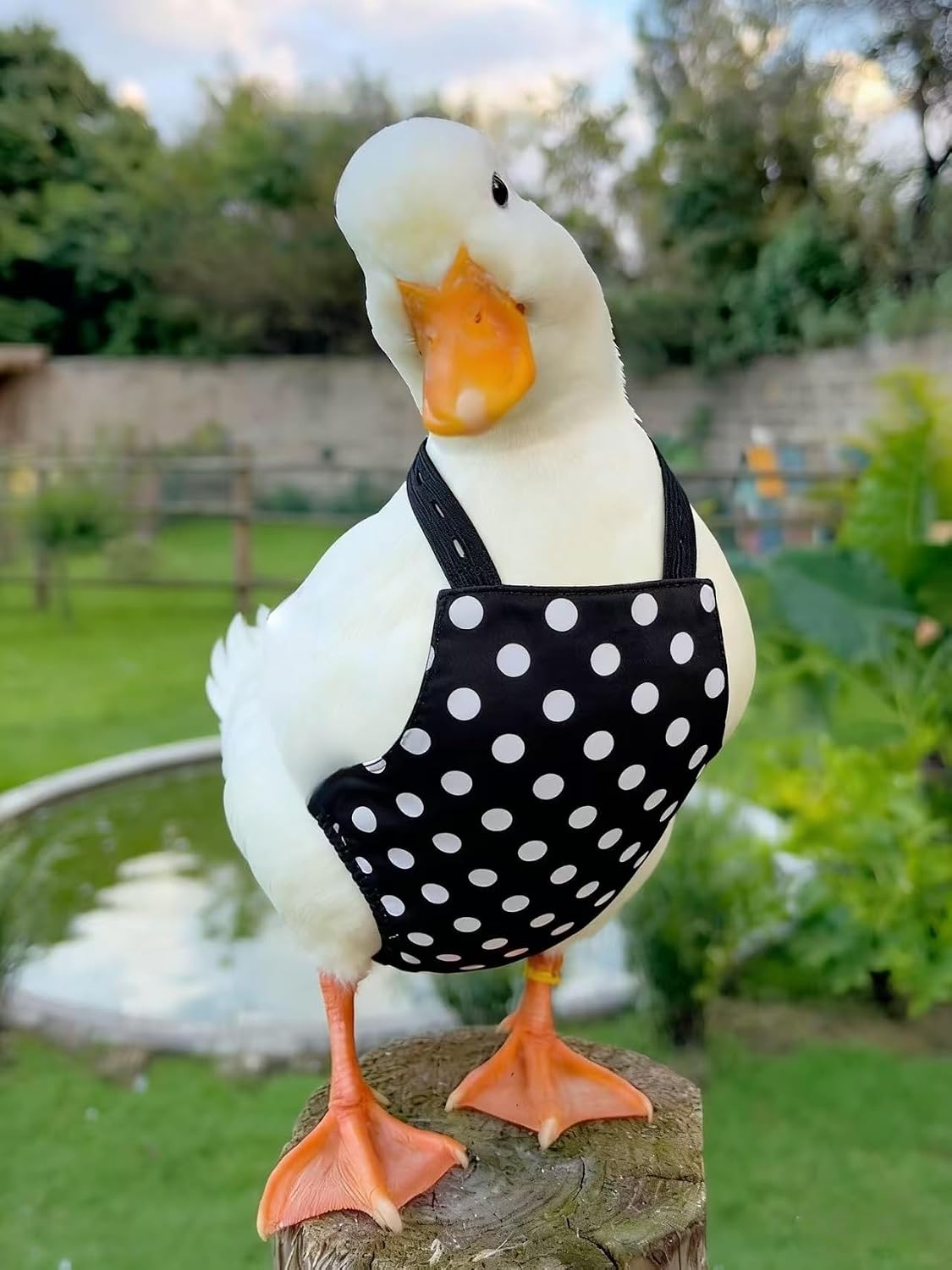 Magnoloran poultry diaper pack showing two matching red and black polka dot protective outfits side by side.