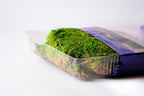 SuperMoss sheet moss used as soil cover for potted houseplants