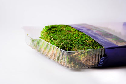 SuperMoss Preserved Sheet Moss Fresh Green arranged inside a glass terrarium container